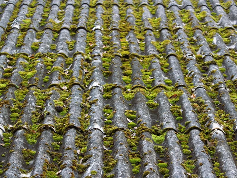 Green moss spreading across the slates of an older grey roof