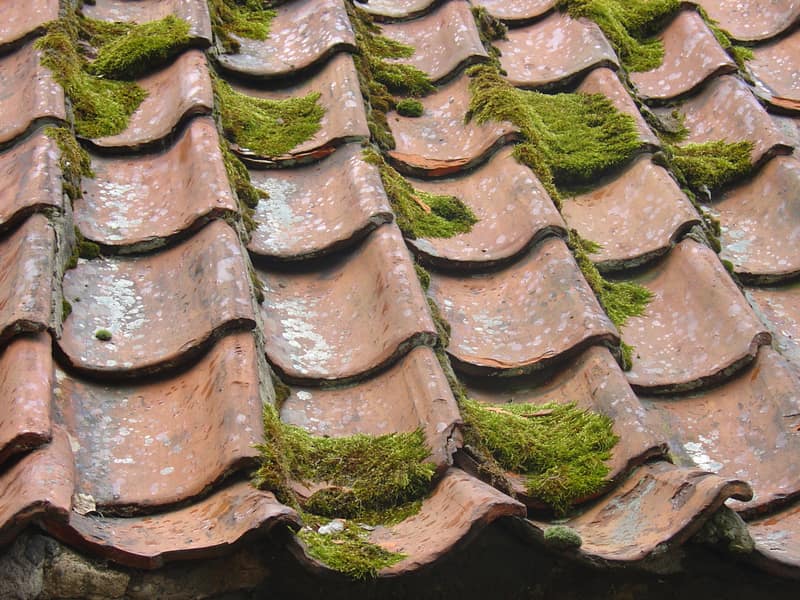 Moss, algae and lichen growing along the laps of clay roof tiles