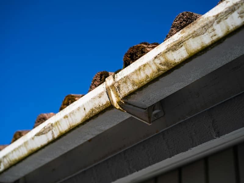 Heavy moss building up at the roof edge and algae staining the gutter below