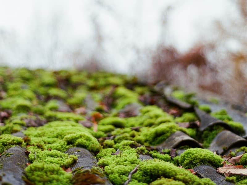 A tiled roof covered in a thick carpet of green moss